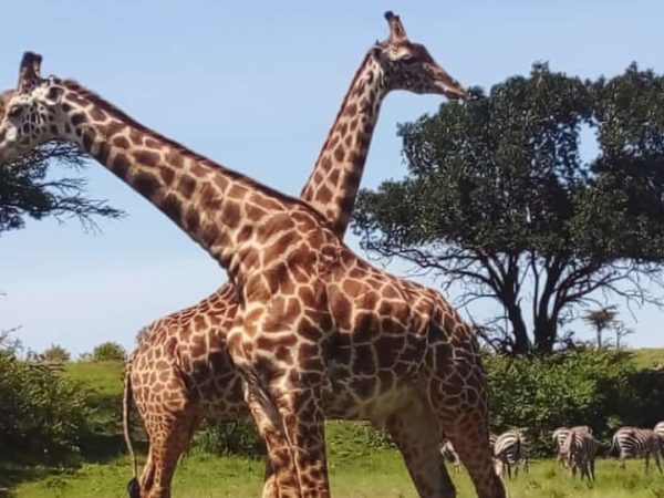Wildlife, up close