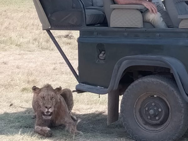Lion upclose